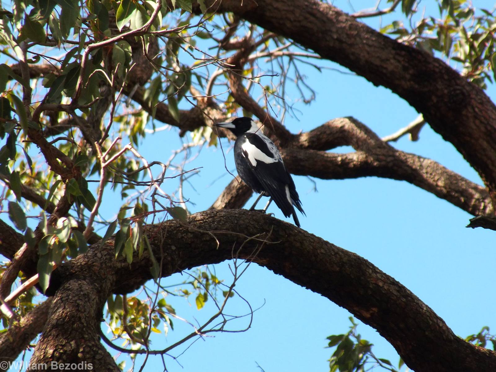 Australian Magpie