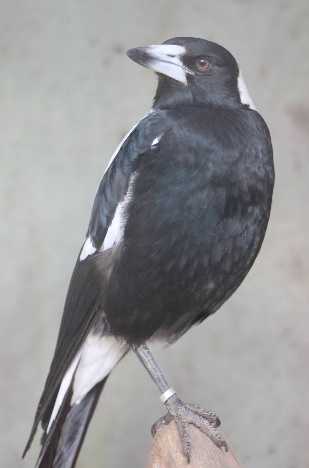 Australian magpie