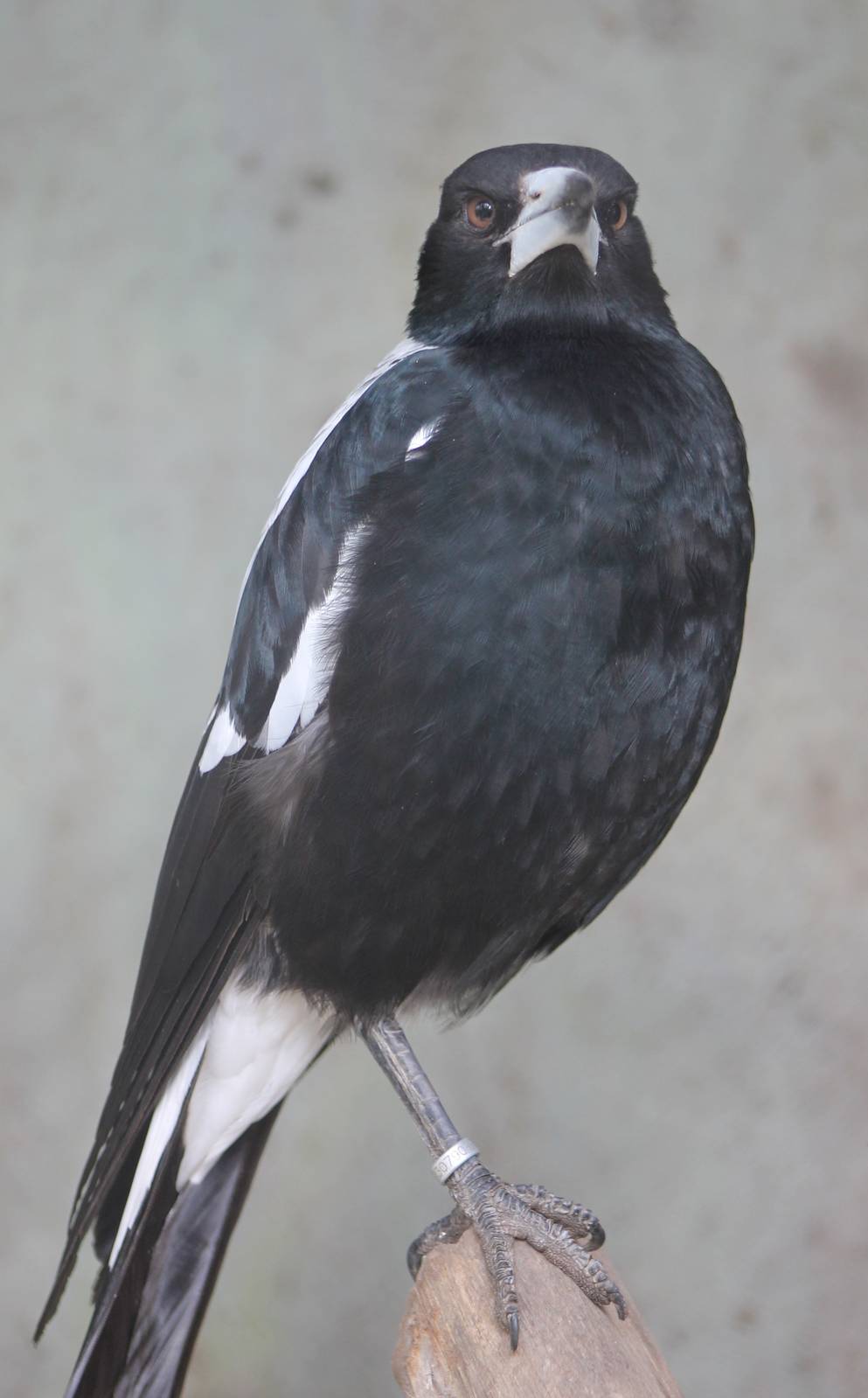 Australian magpie