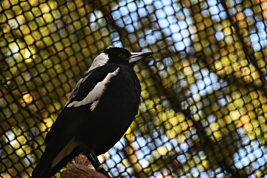 Australian magpie
