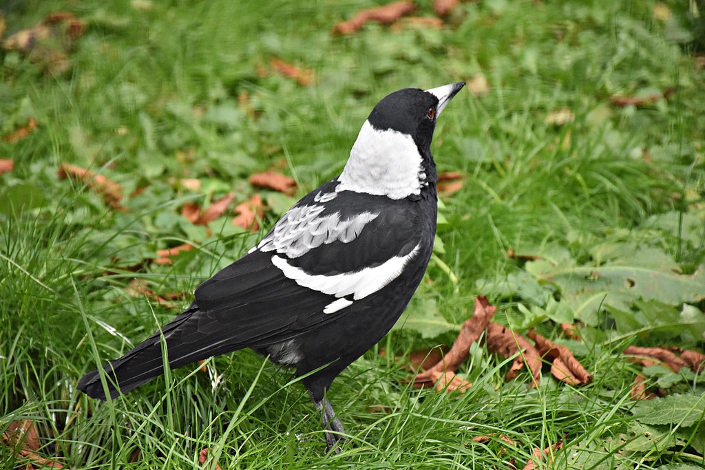 Australian magpie
