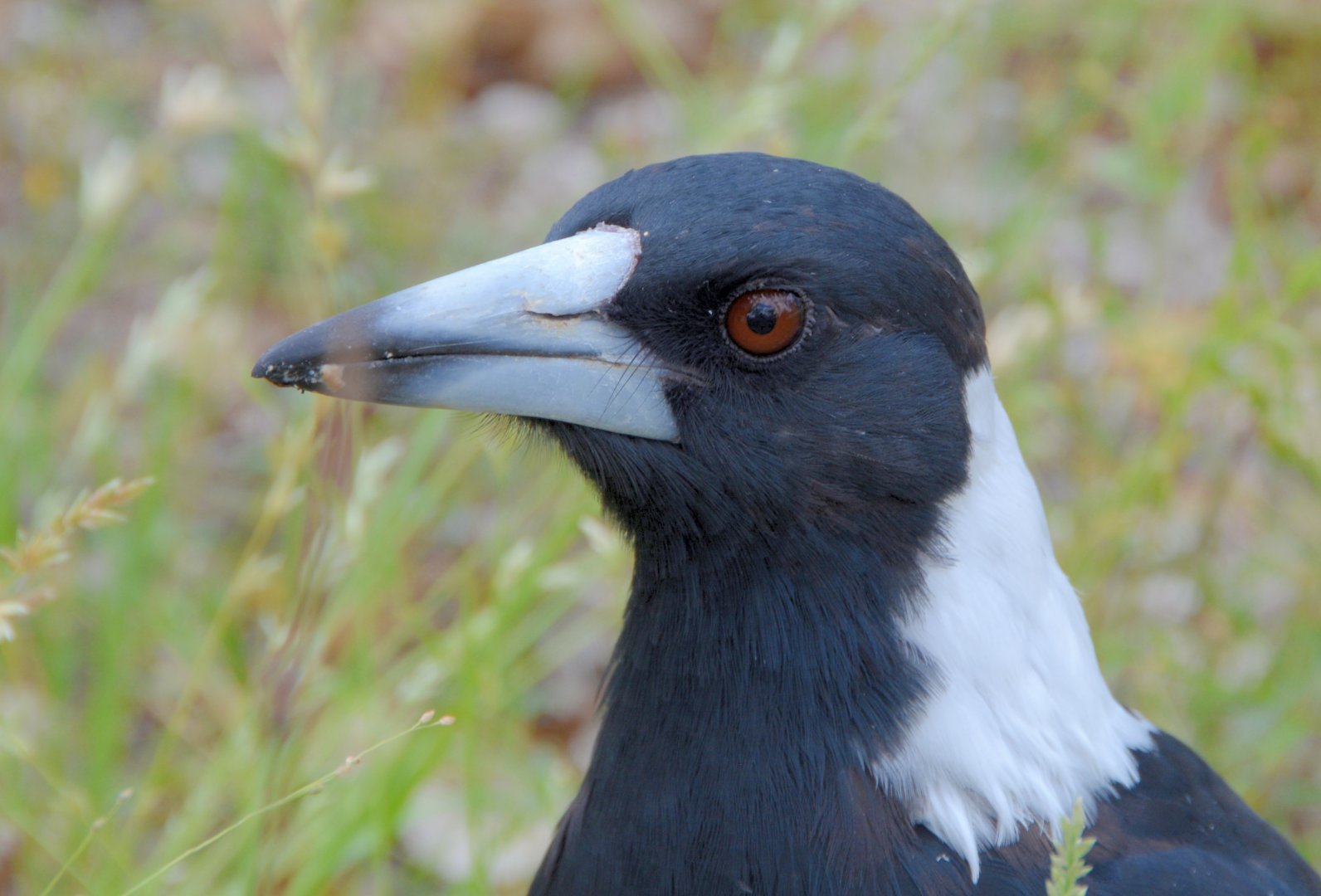 Australian magpie