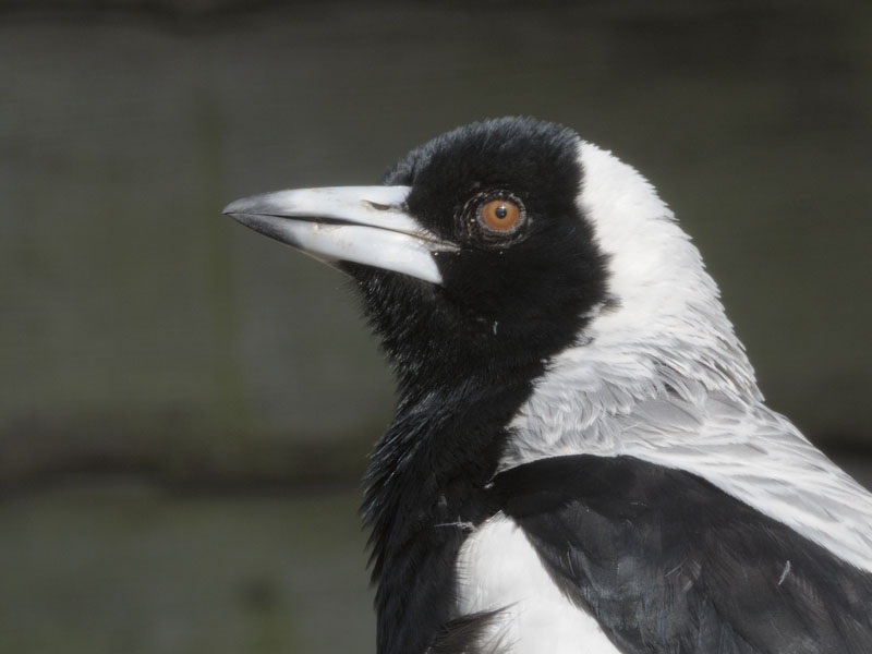 Australian magpie