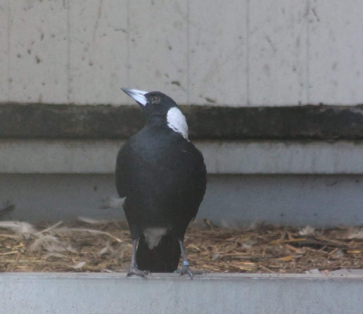 Australian magpie