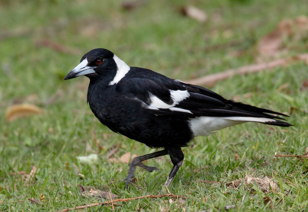 Australian Magpie