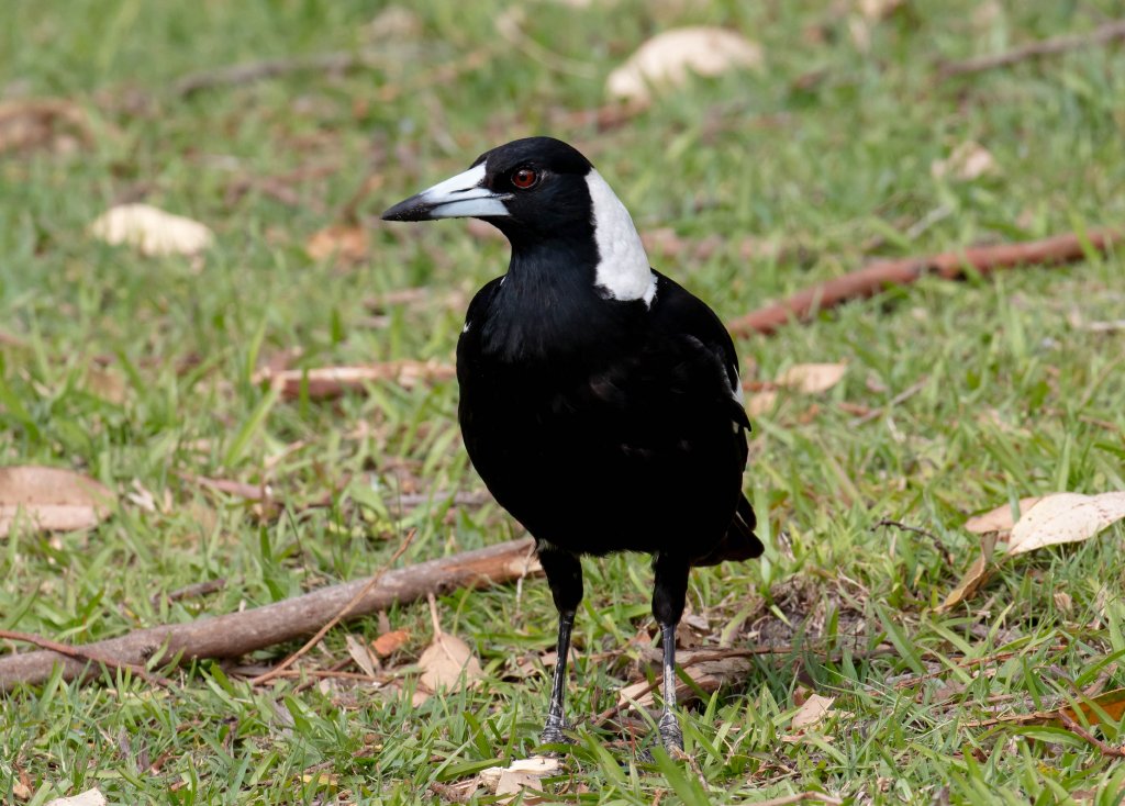 Australian Magpie