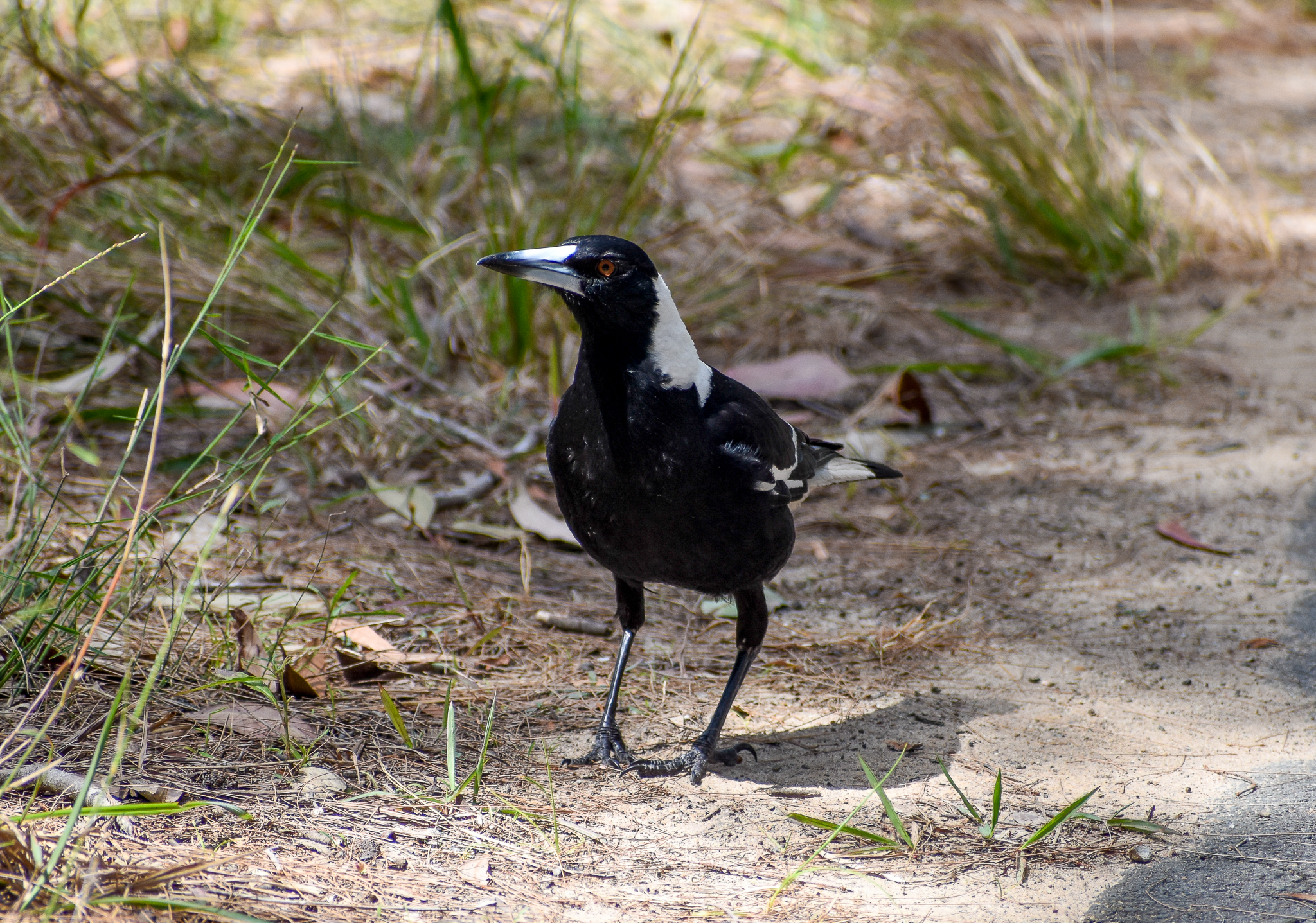 Australian Magpie