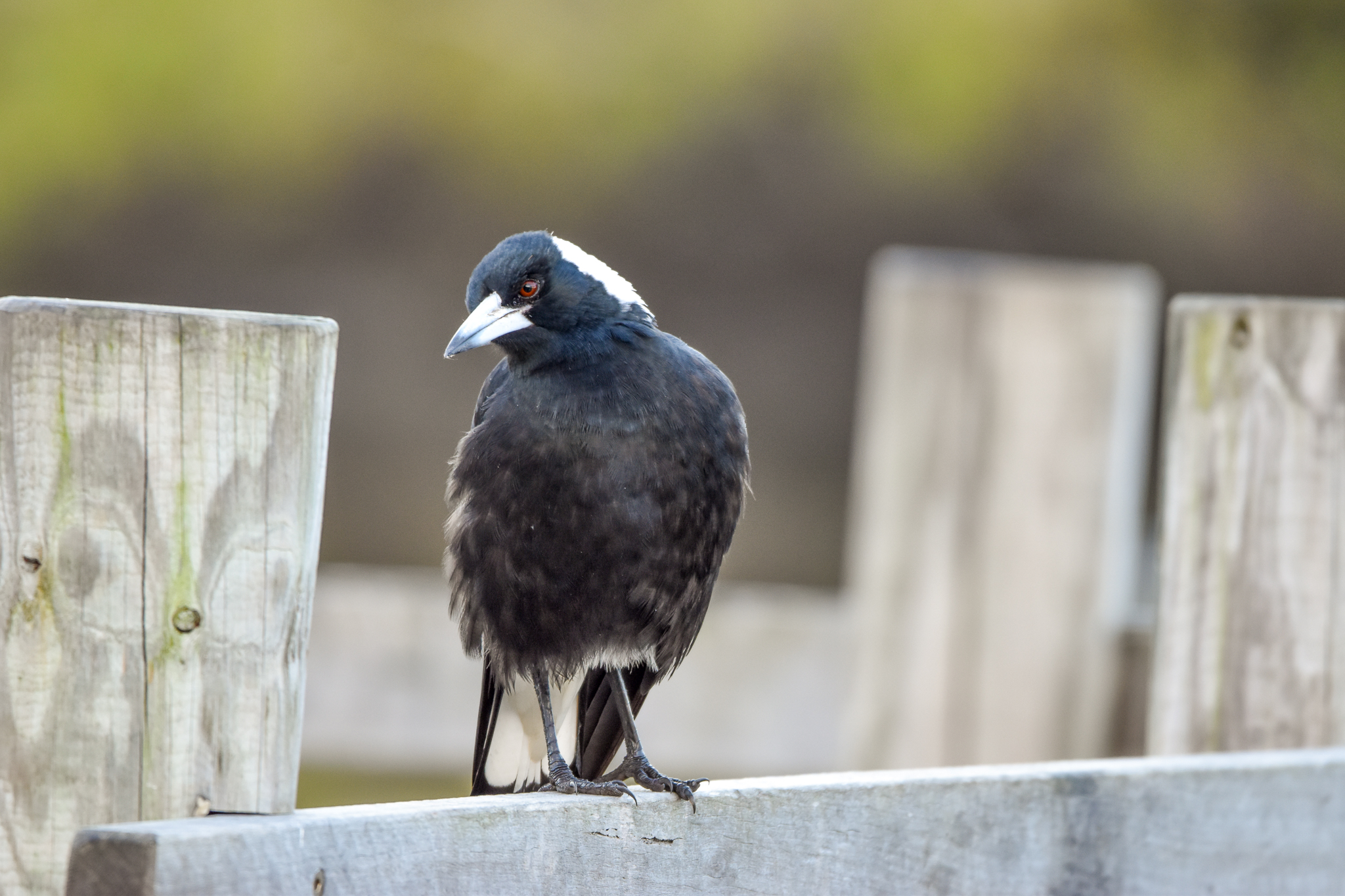 Australian Magpie