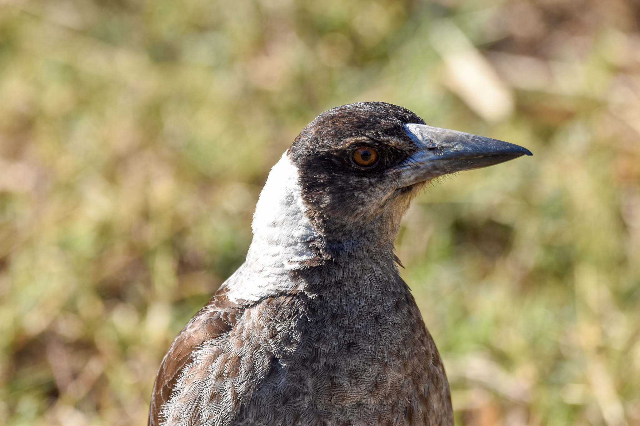 Australian Magpie