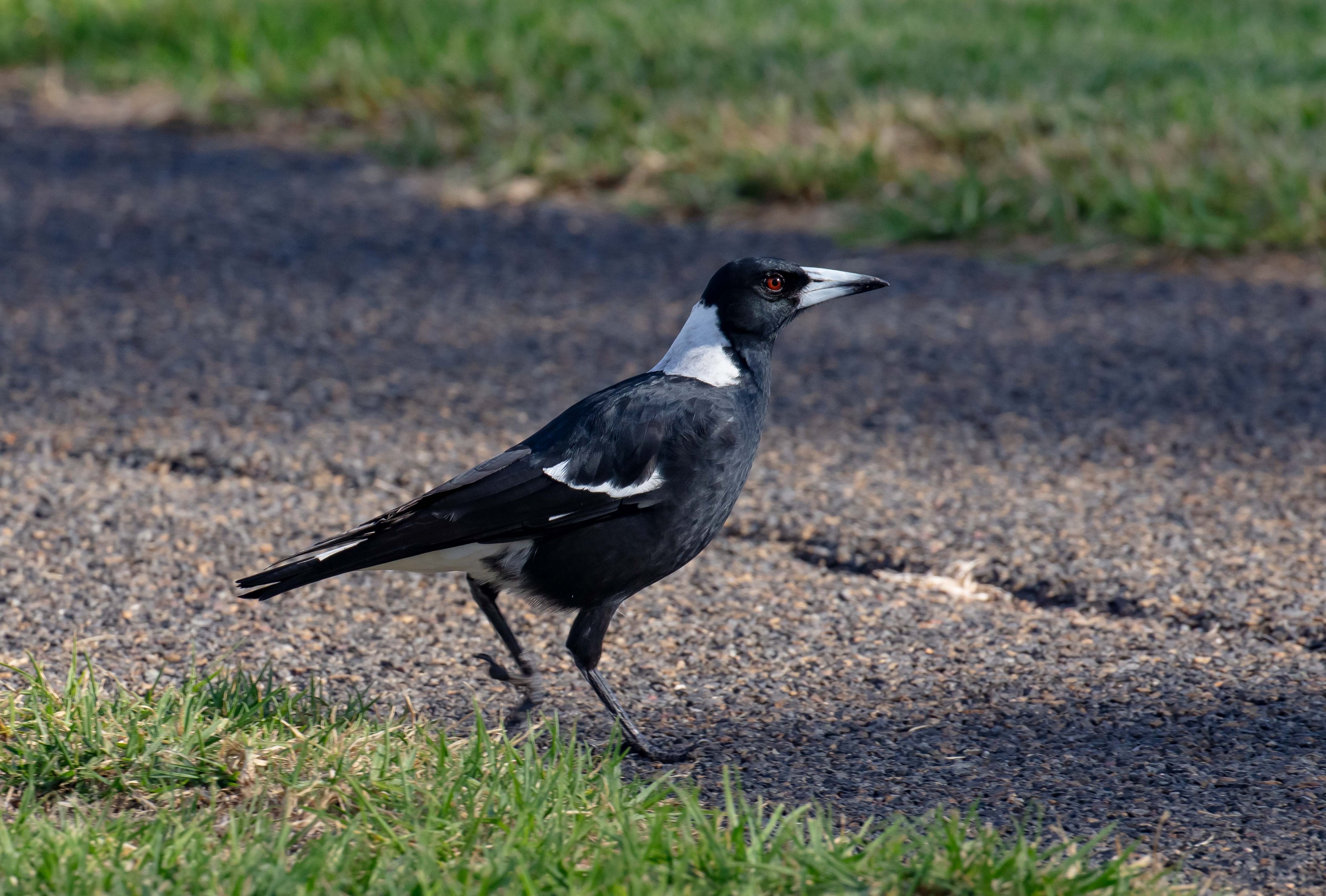 Australian Magpie