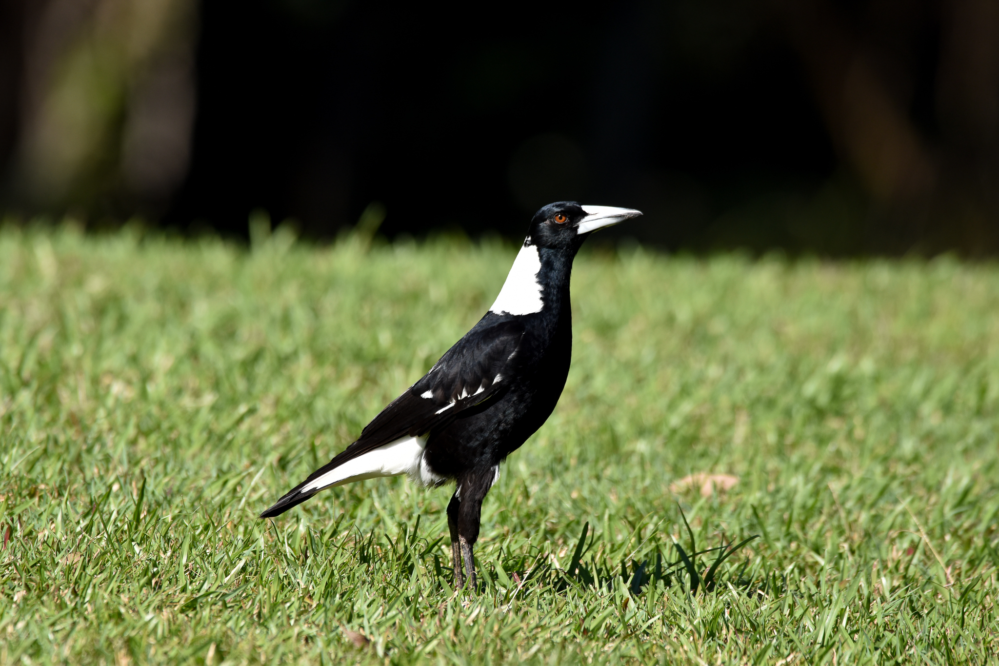 Australian Magpie