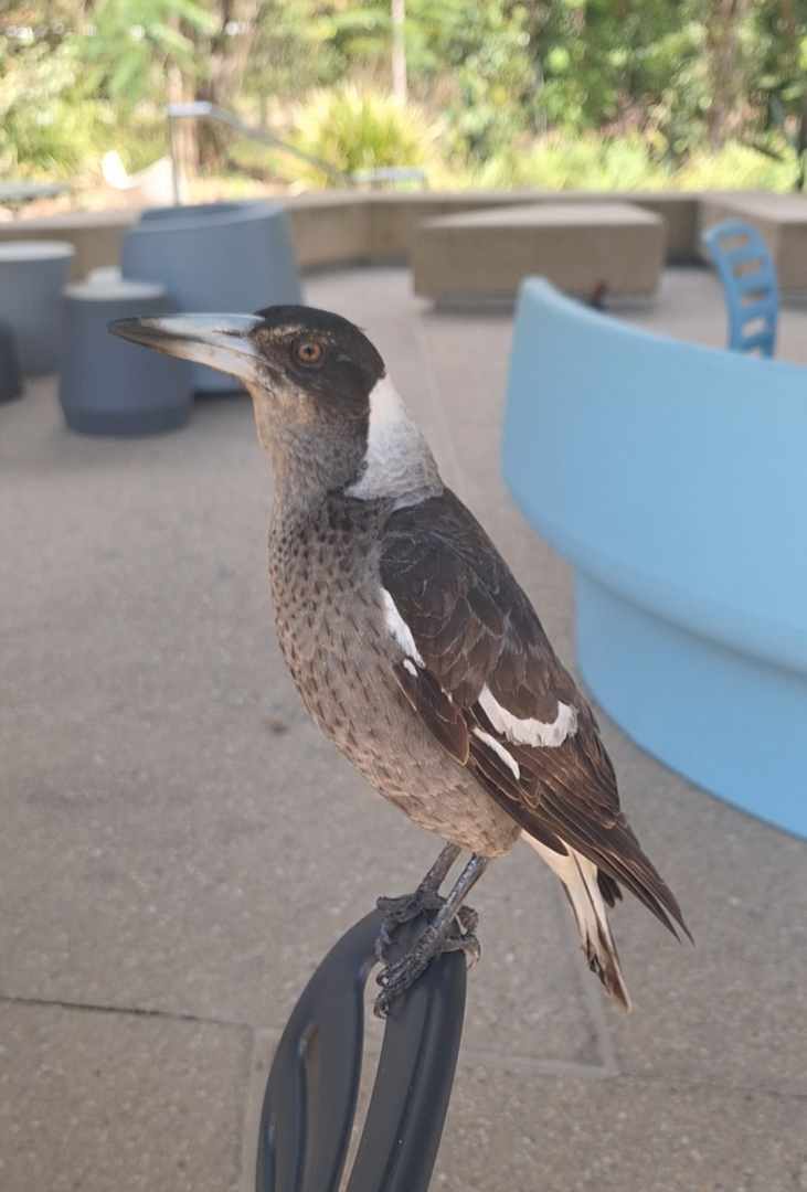 Australian Magpie