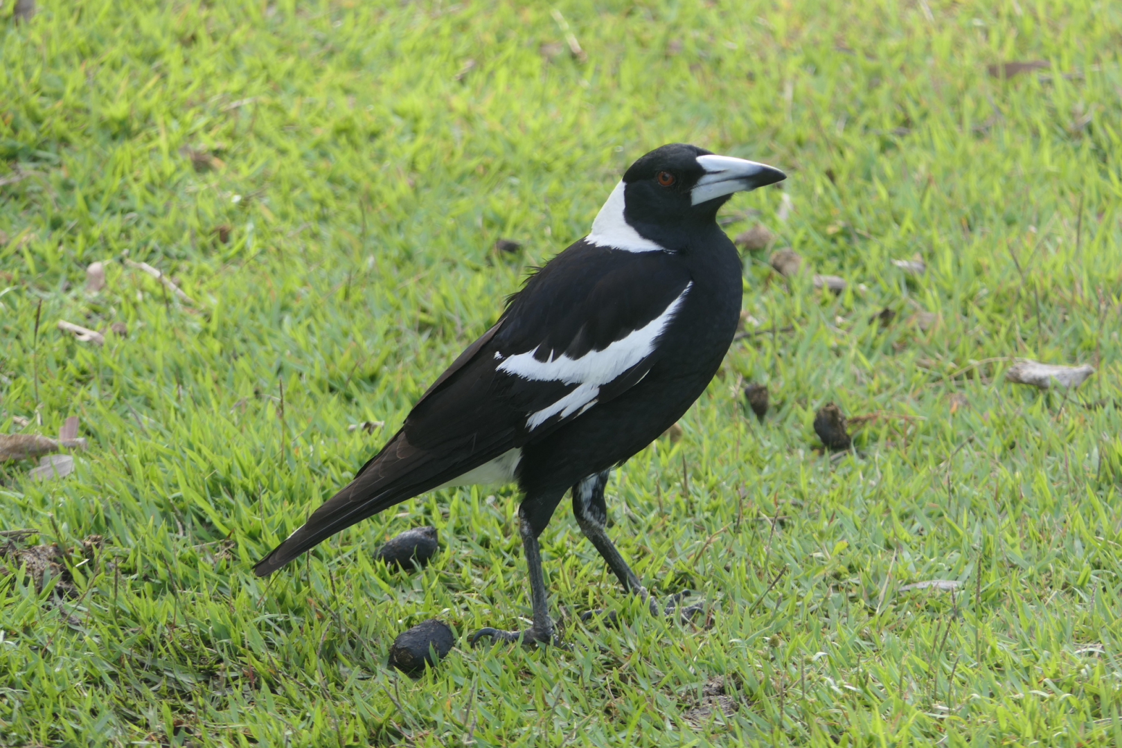 Australian Magpie