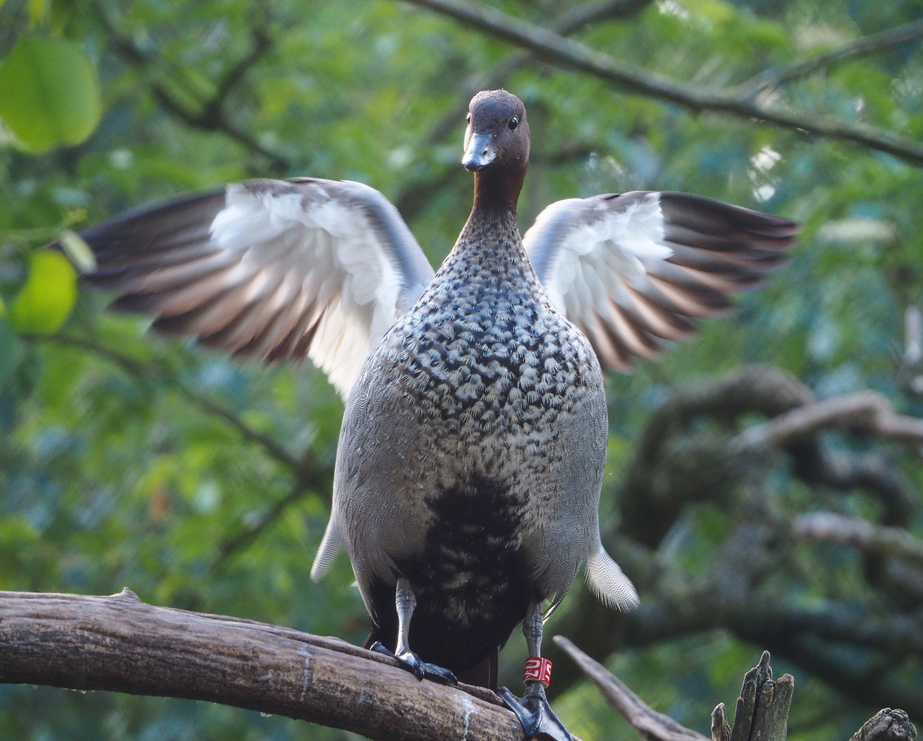 Australian maned wood duck (Chenonetta jubata), 2022-05-28