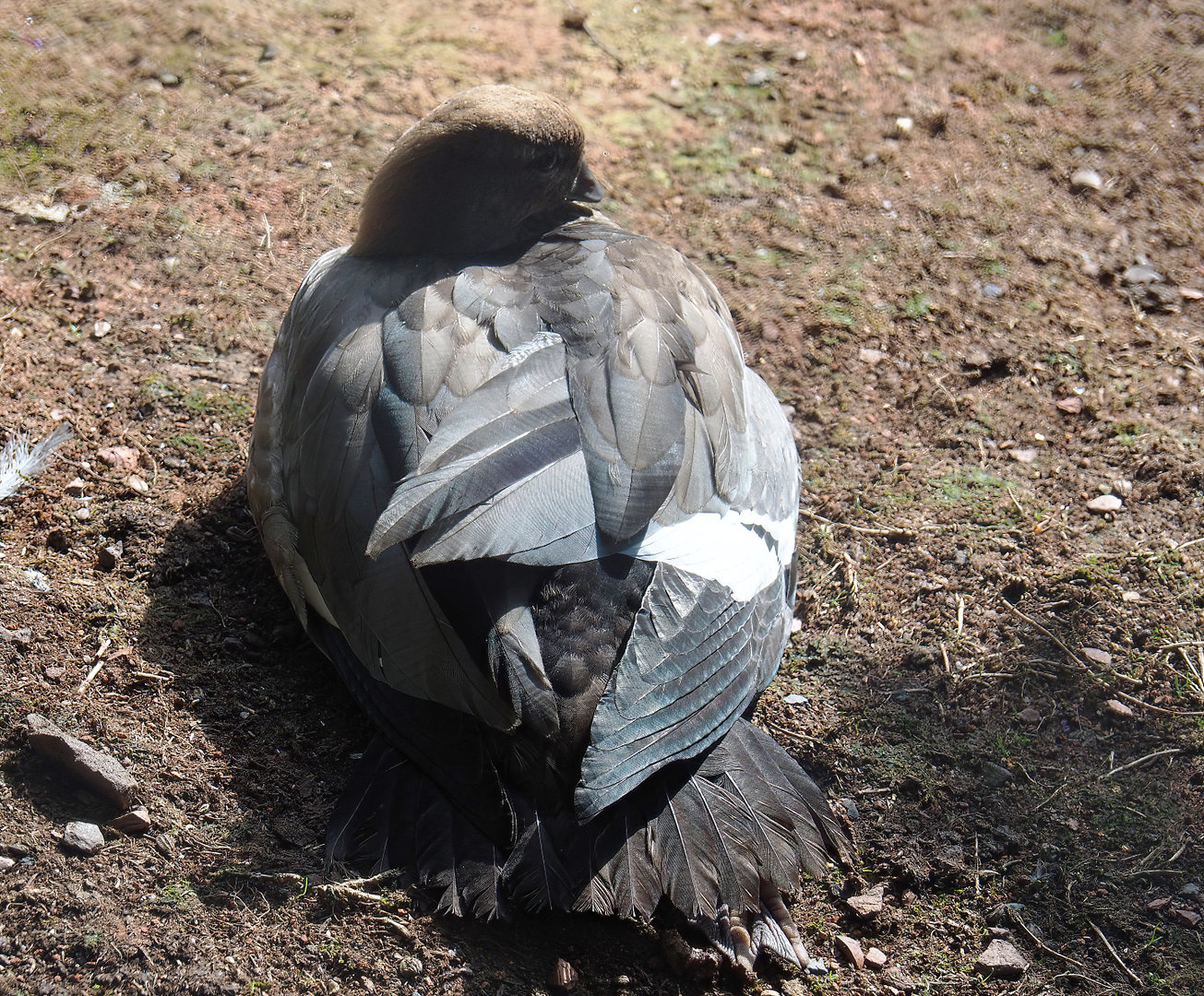 Australian maned wood duck (Chenonetta jubata), 2022-07-03
