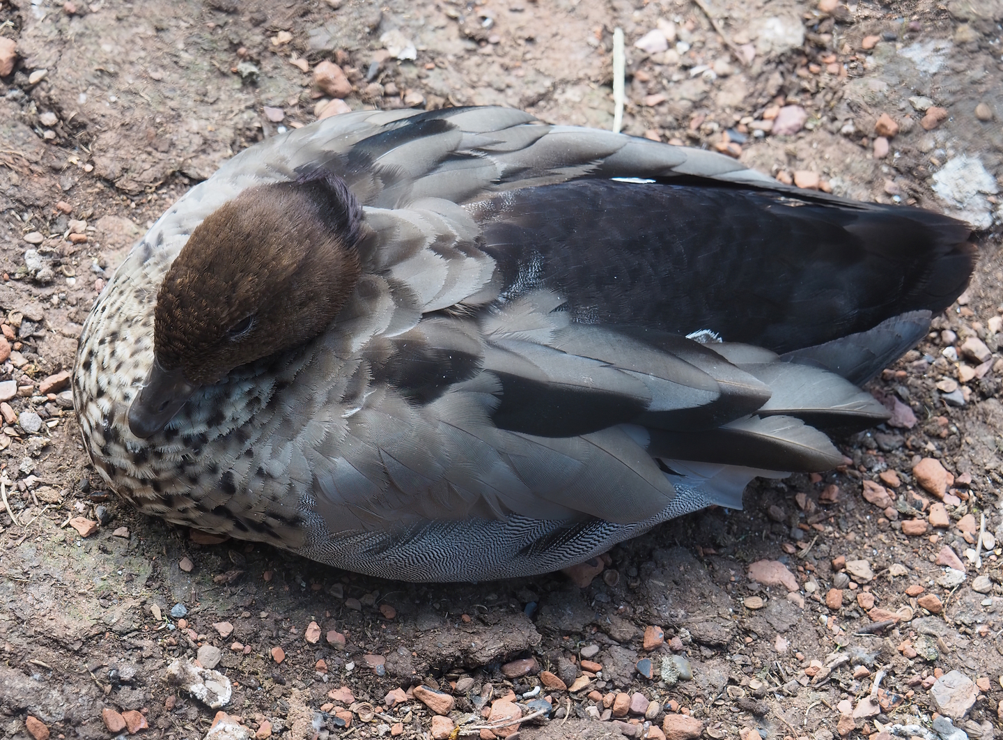Australian maned wood duck (Chenonetta jubata), 2022-07-16