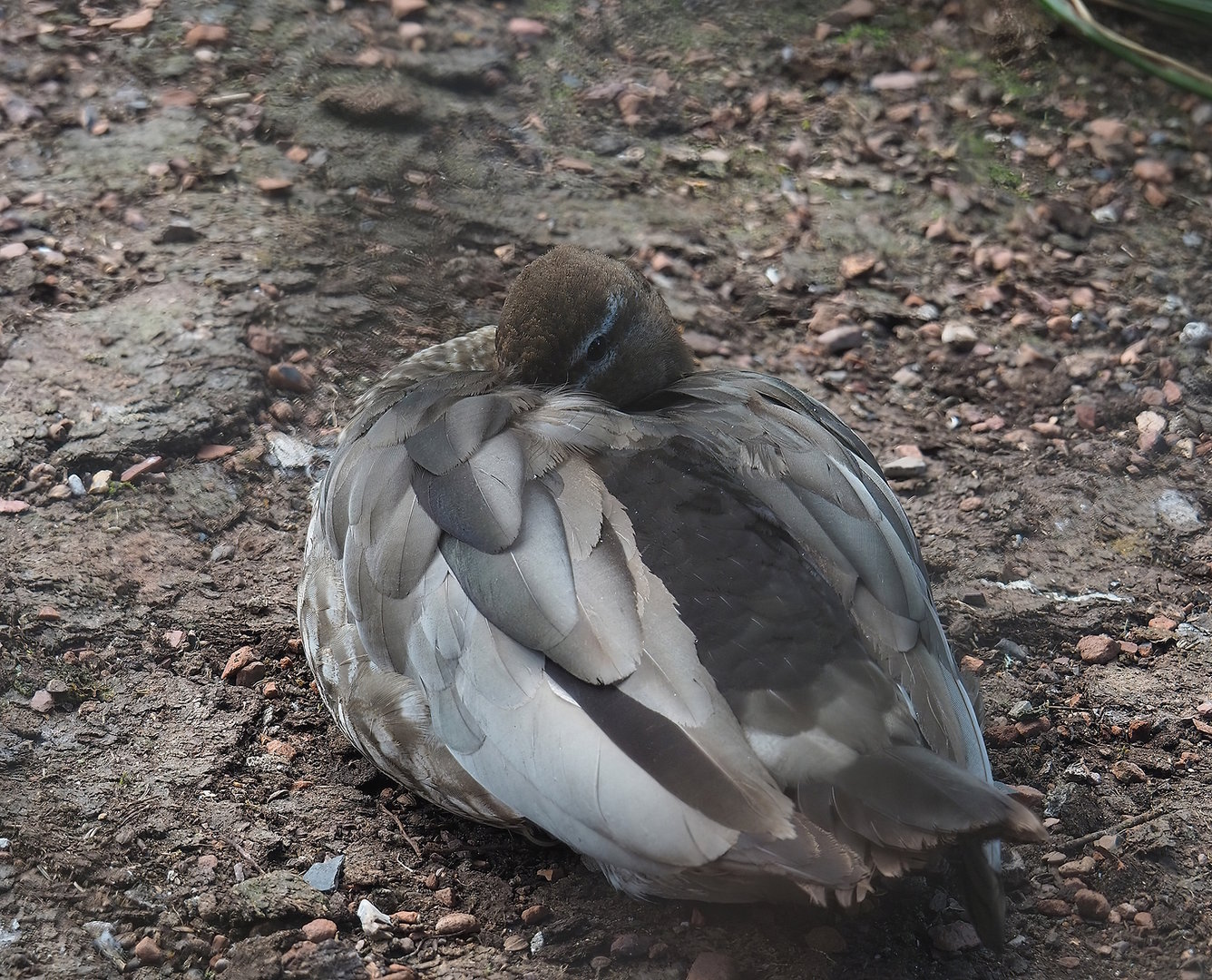 Australian maned wood duck (Chenonetta jubata), 2022-07-16