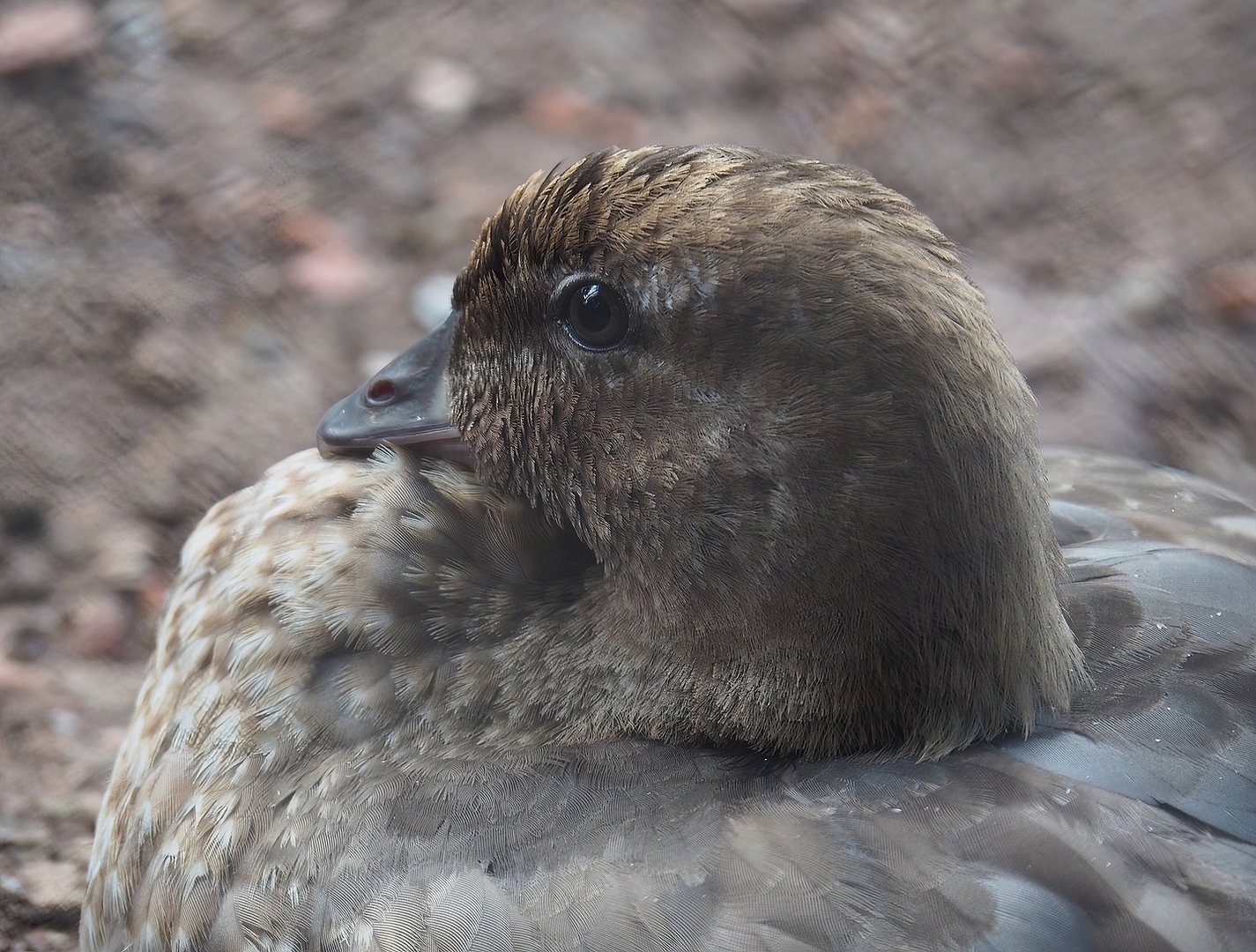 Australian maned wood duck (Chenonetta jubata), 2022-07-16