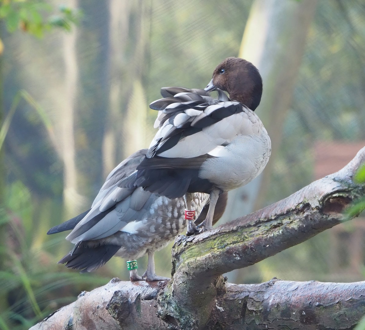 Australian maned wood duck (Chenonetta jubata), 2022-11-12