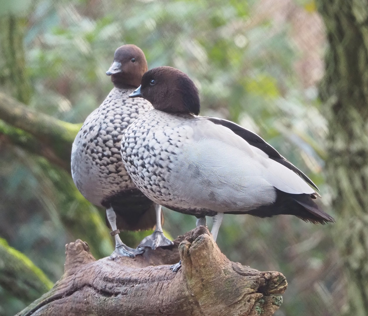 Australian maned wood duck (Chenonetta jubata), 2022-12-27
