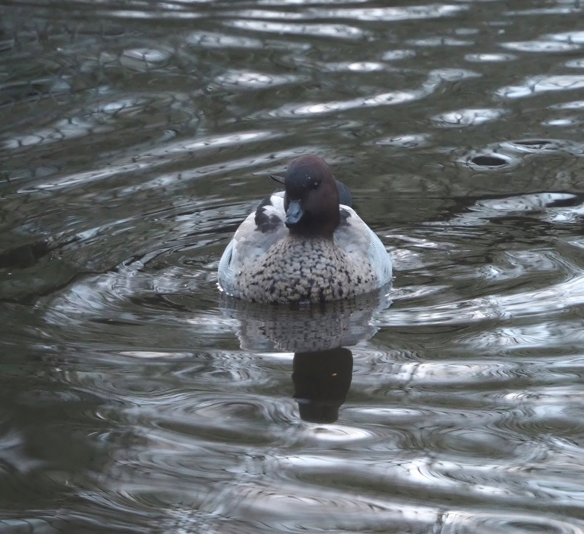 Australian maned wood duck (Chenonetta jubata), 2024-01-01