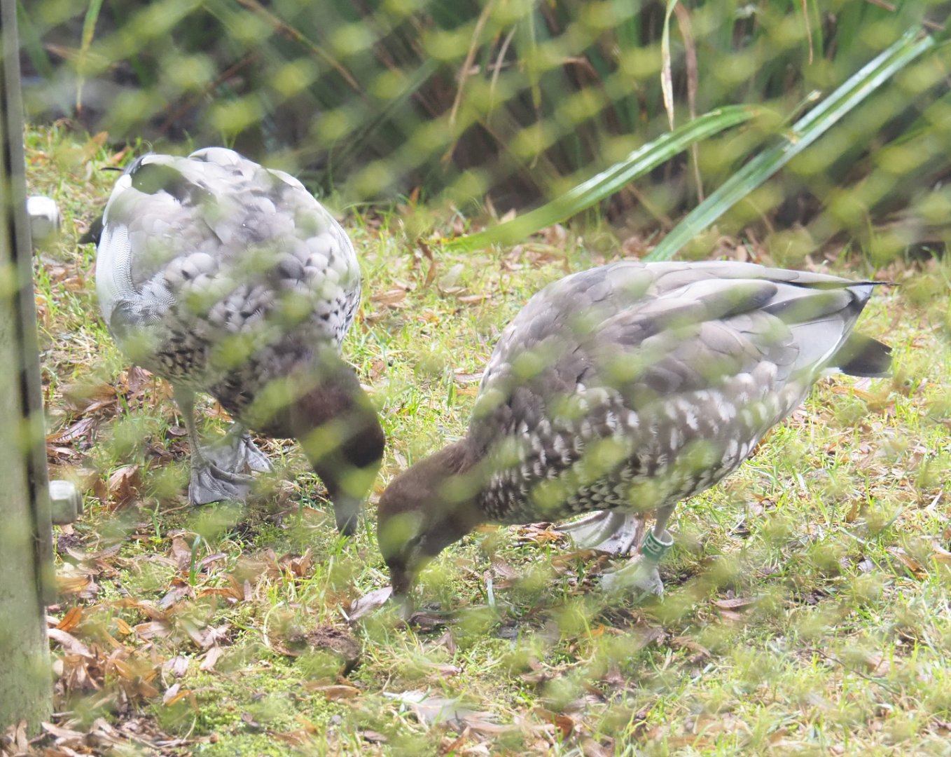 Australian maned wood duck pair (Chenonetta jubata), 2021-10-10
