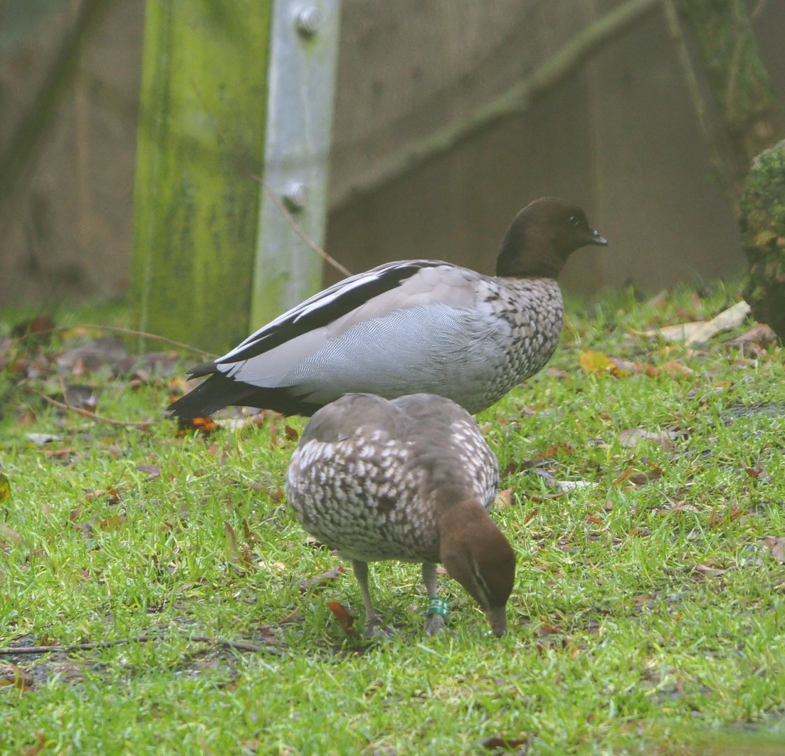 Australian maned wood duck pair (Chenonetta jubata), 2021-11-06