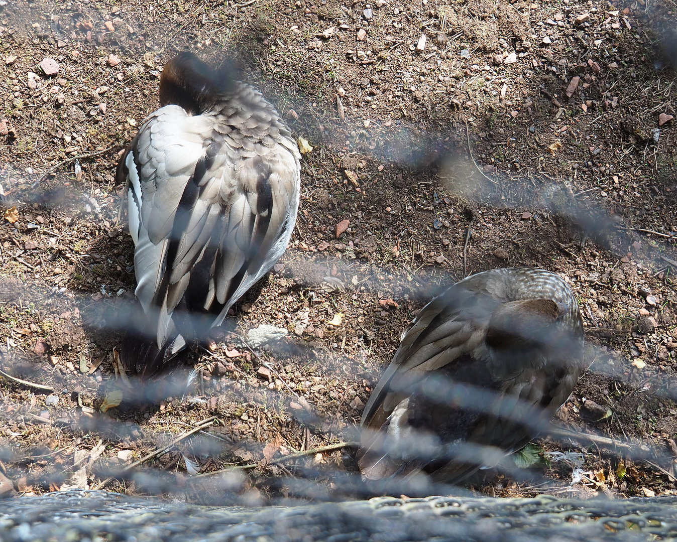 Australian maned wood ducks (Chenonetta jubata), 2022-07-03