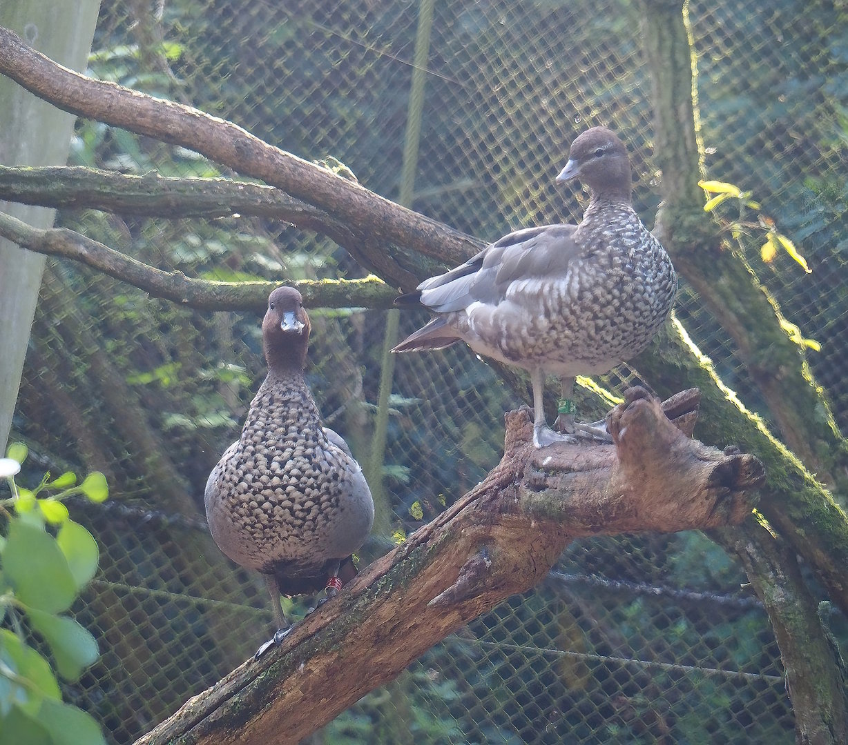 Australian maned wood ducks (Chenonetta jubata), 2022-09-12