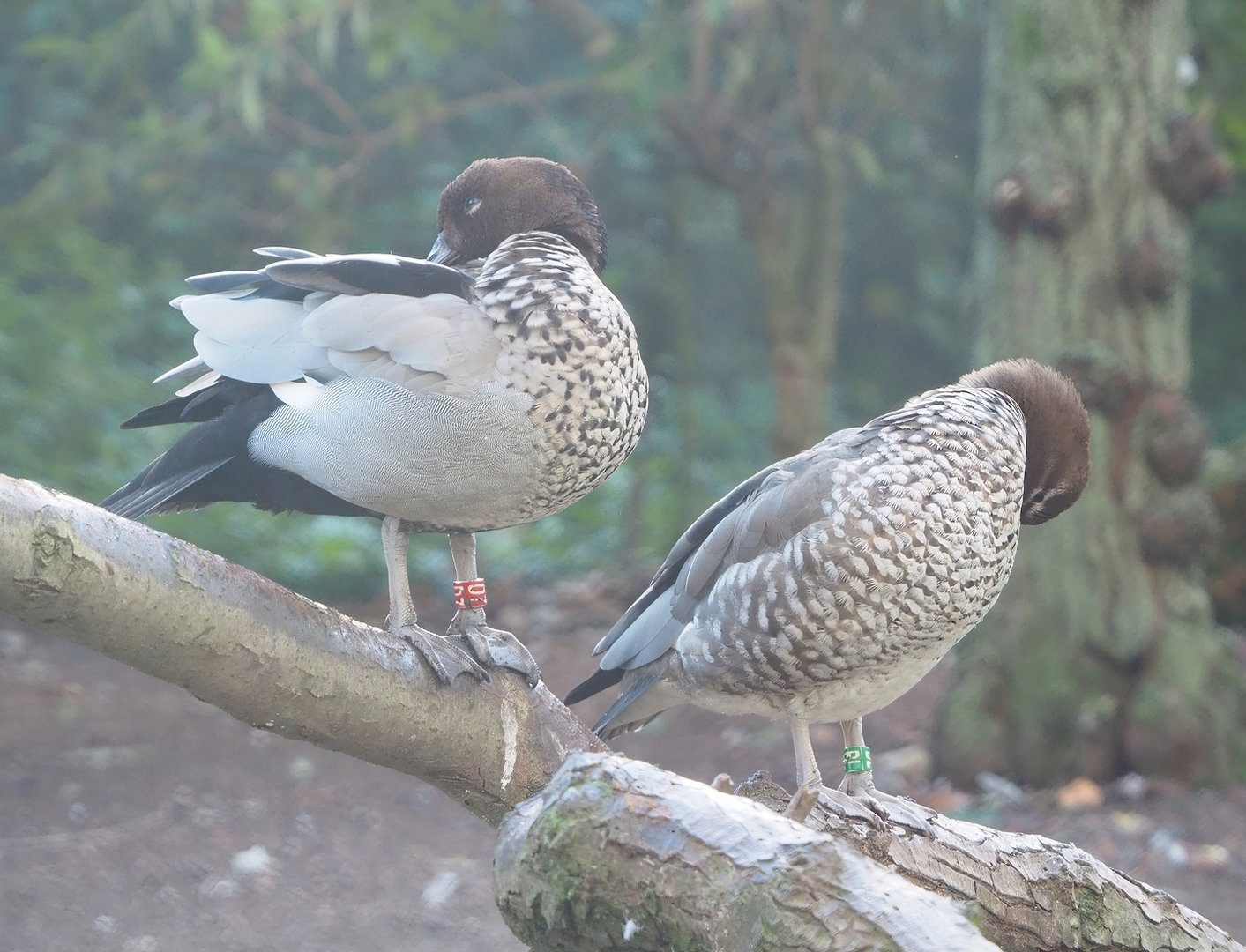 Australian maned wood ducks (Chenonetta jubata), 2022-11-12