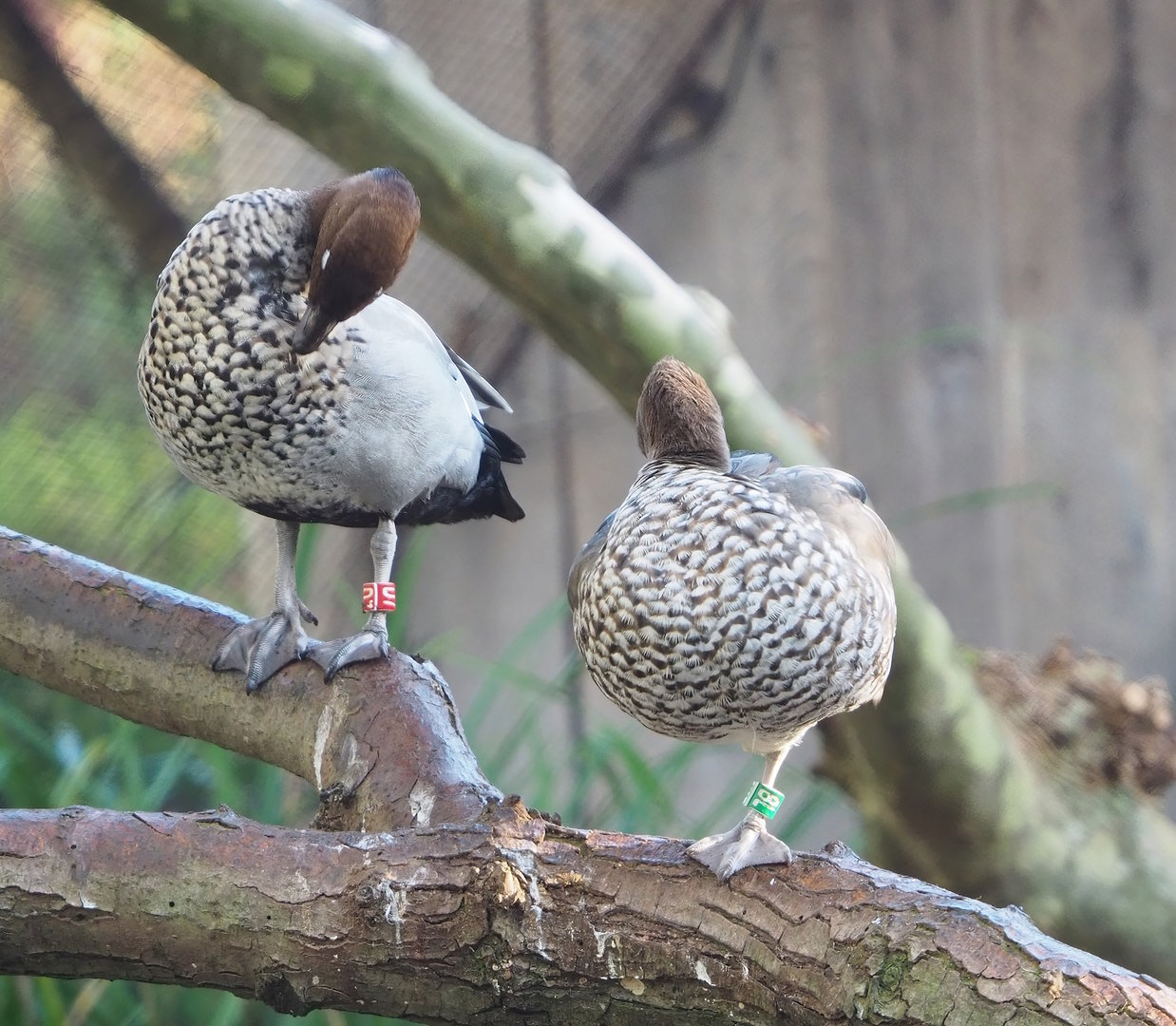 Australian maned wood ducks (Chenonetta jubata), 2022-11-12