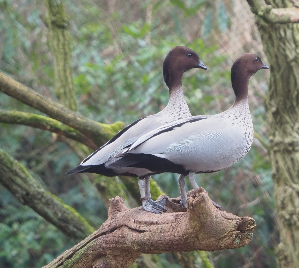 Australian maned wood ducks (Chenonetta jubata), 2023-02-19