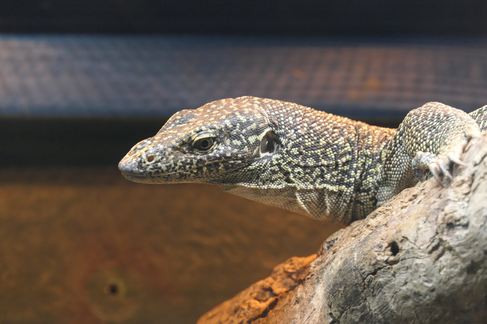 Australian Mangrove Monitor (Varanus chlorostigma)