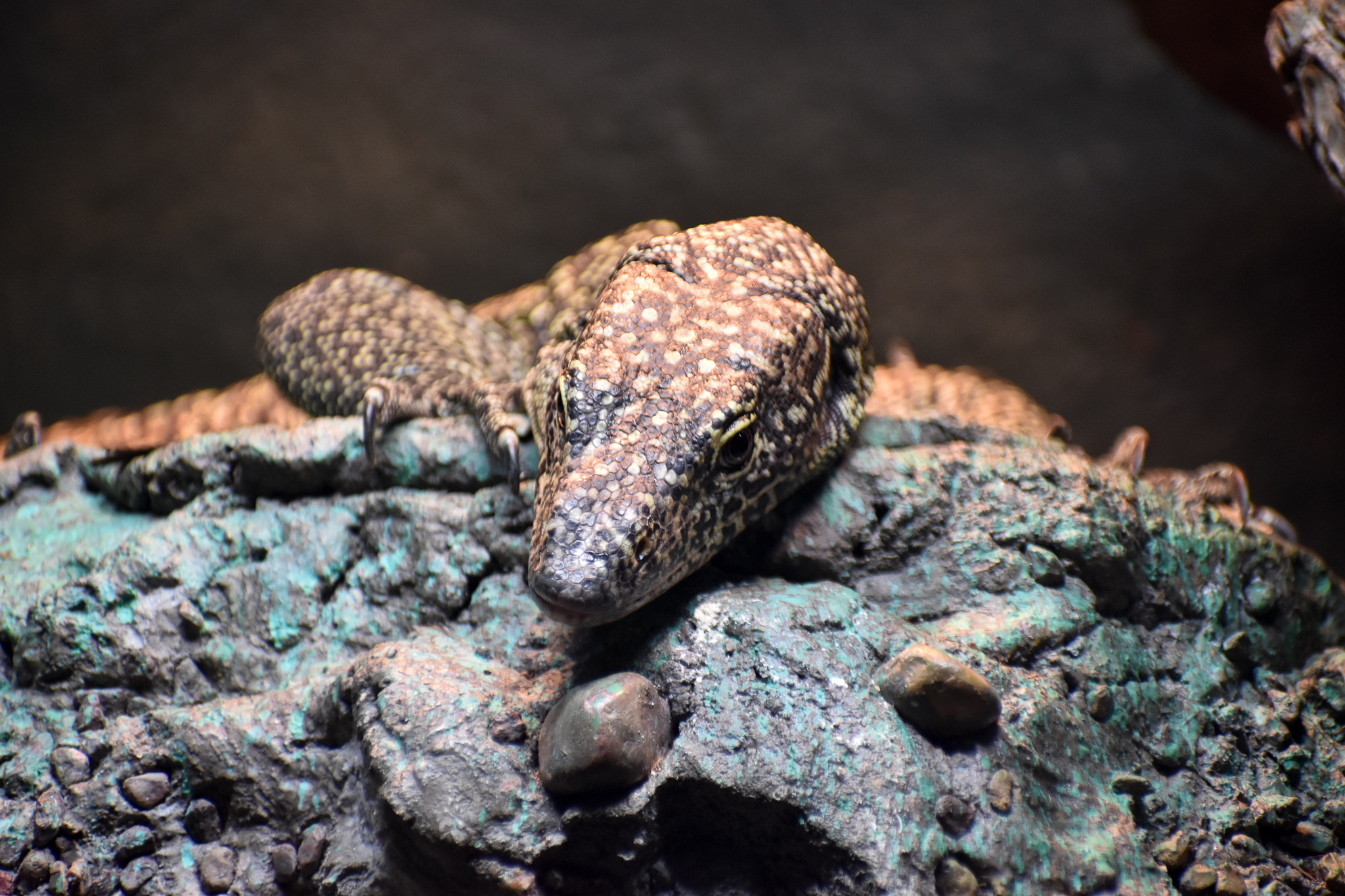 Australian Mangrove Monitor