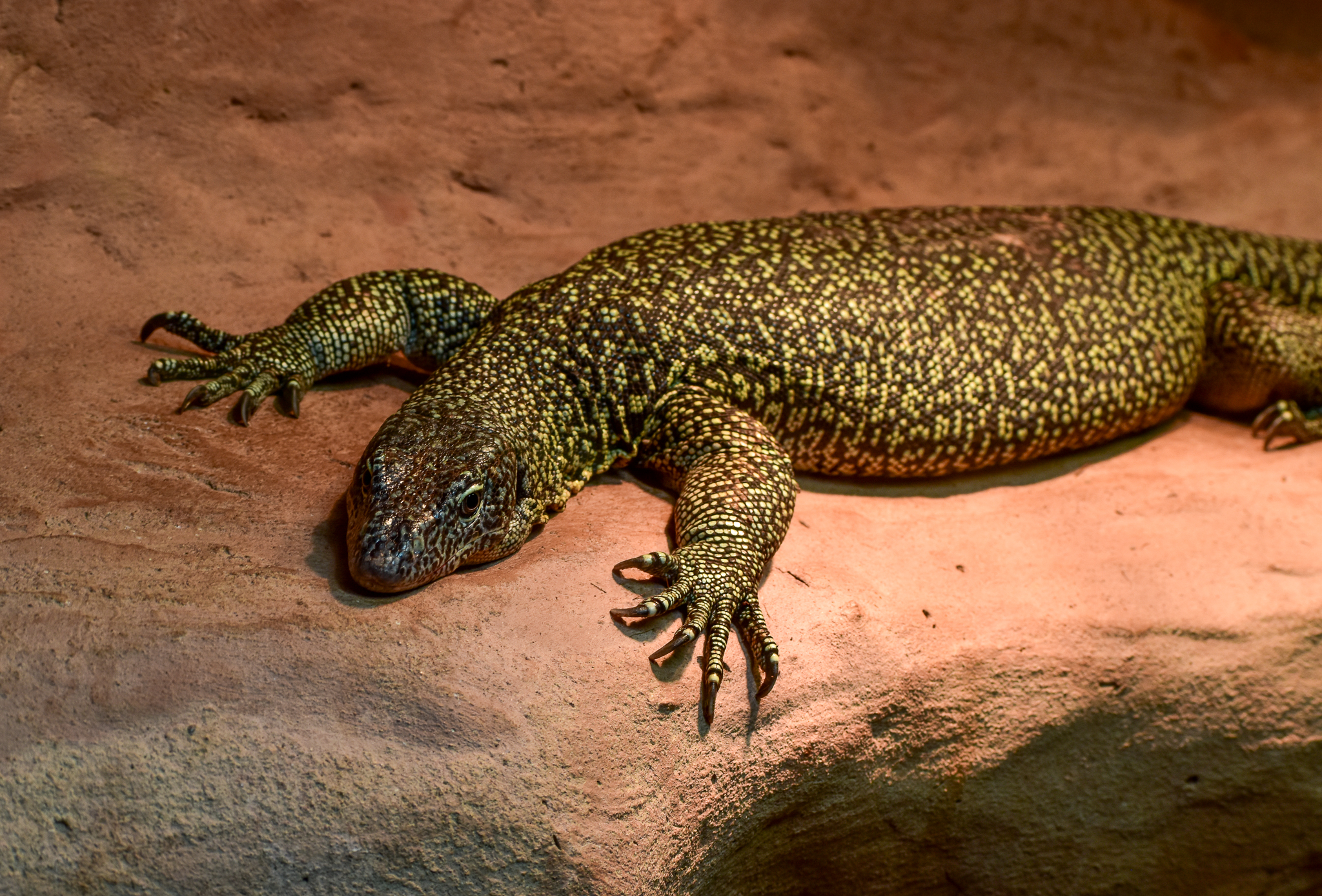 Australian Mangrove Monitor