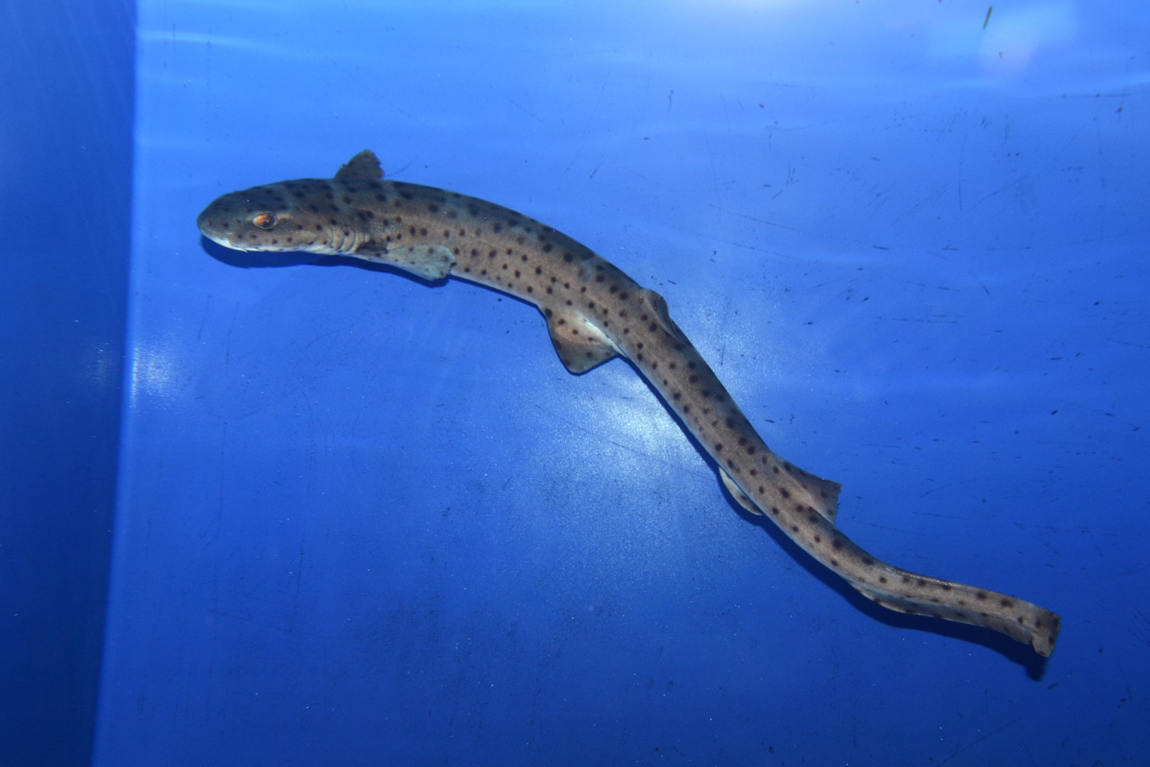 Australian marbled catshark (Atelomycterus macleayi)