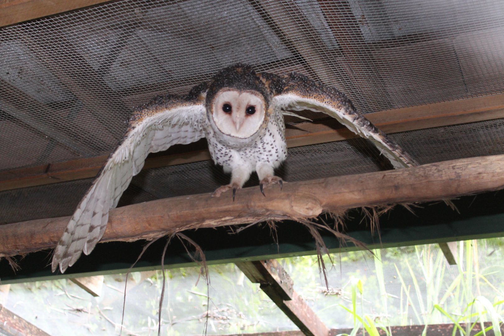 Australian Masked Owl (Tyto novaehollandiae)
