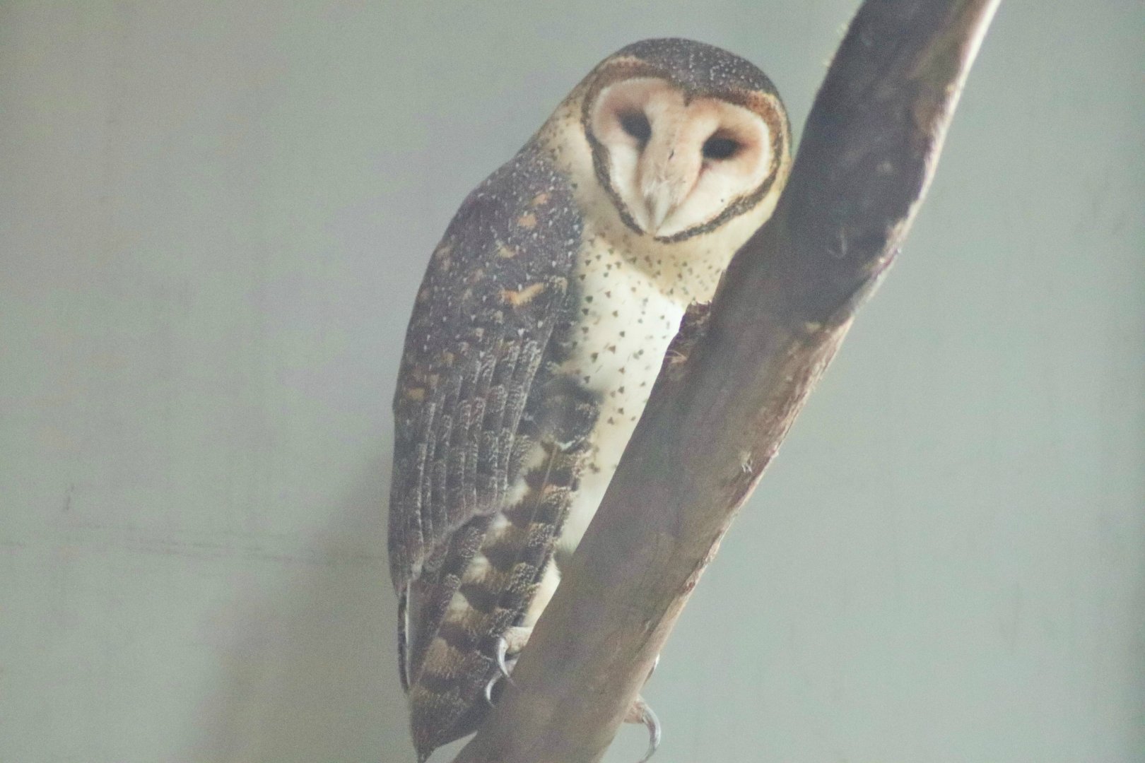 Australian Masked Owl (Tyto novaehollandiae)
