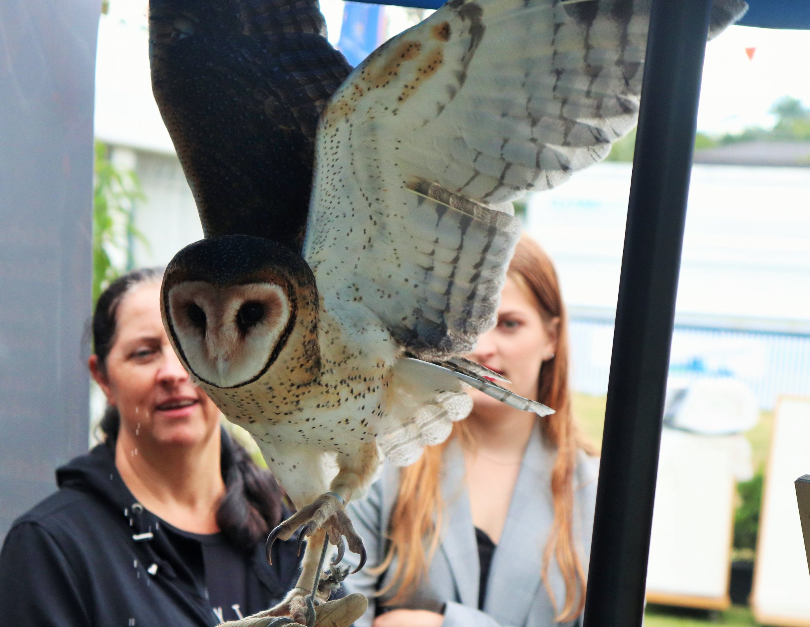 Australian Masked Owl (Tyto novaehollandiae)