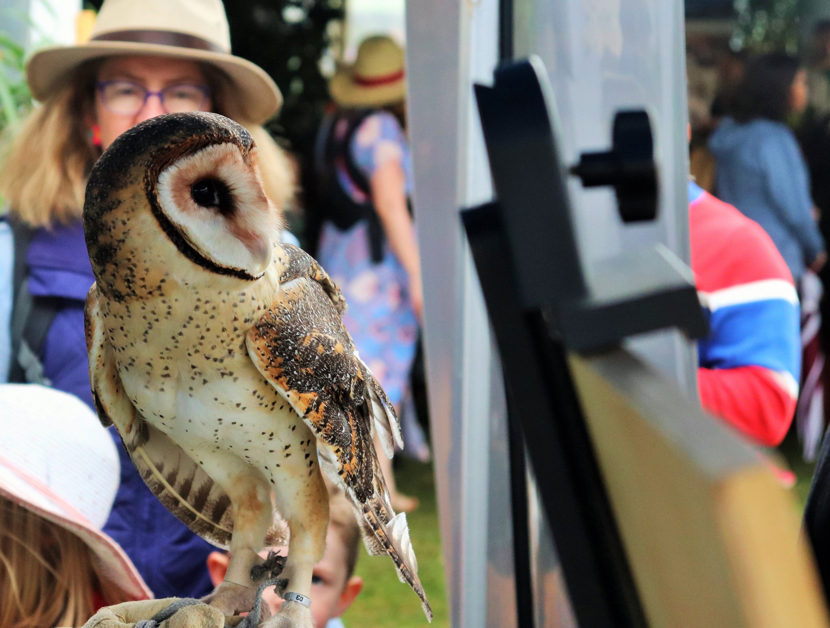 Australian Masked Owl (Tyto novaehollandiae)