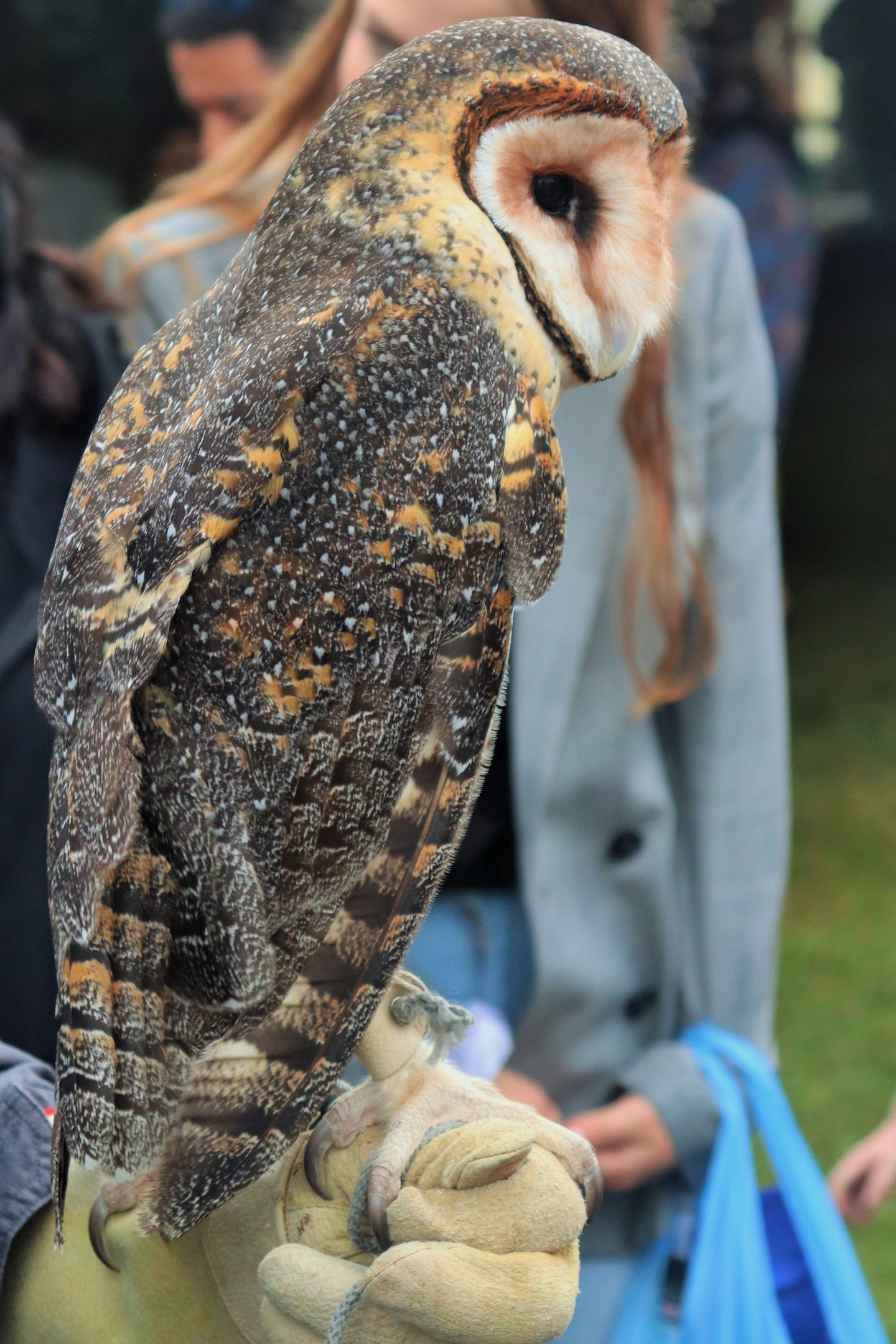 Australian Masked Owl (Tyto novaehollandiae)