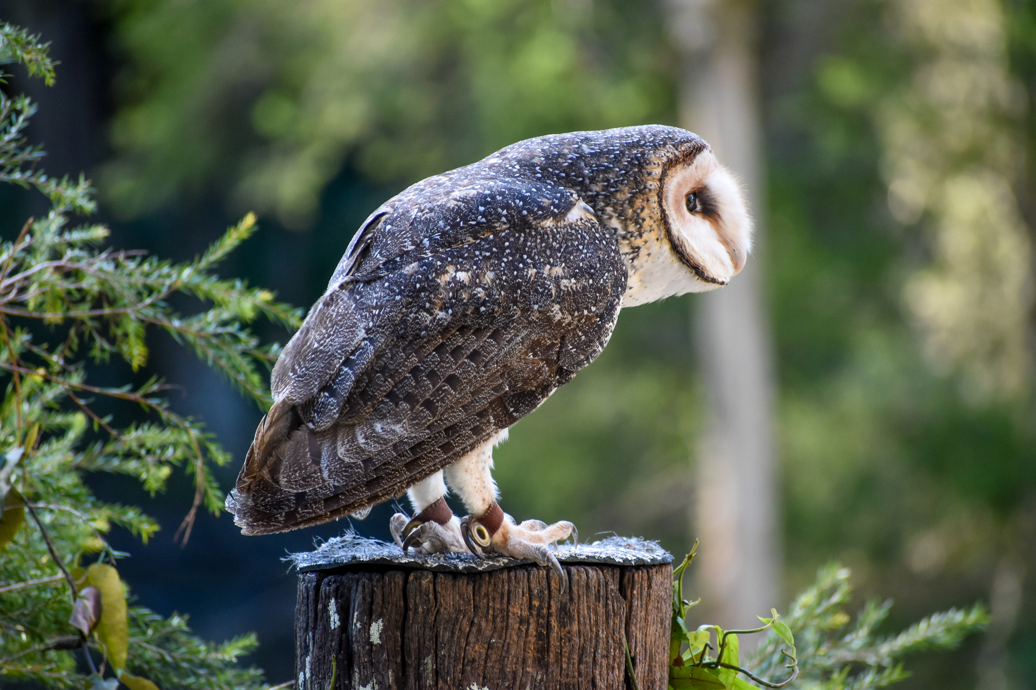 Australian Masked Owl