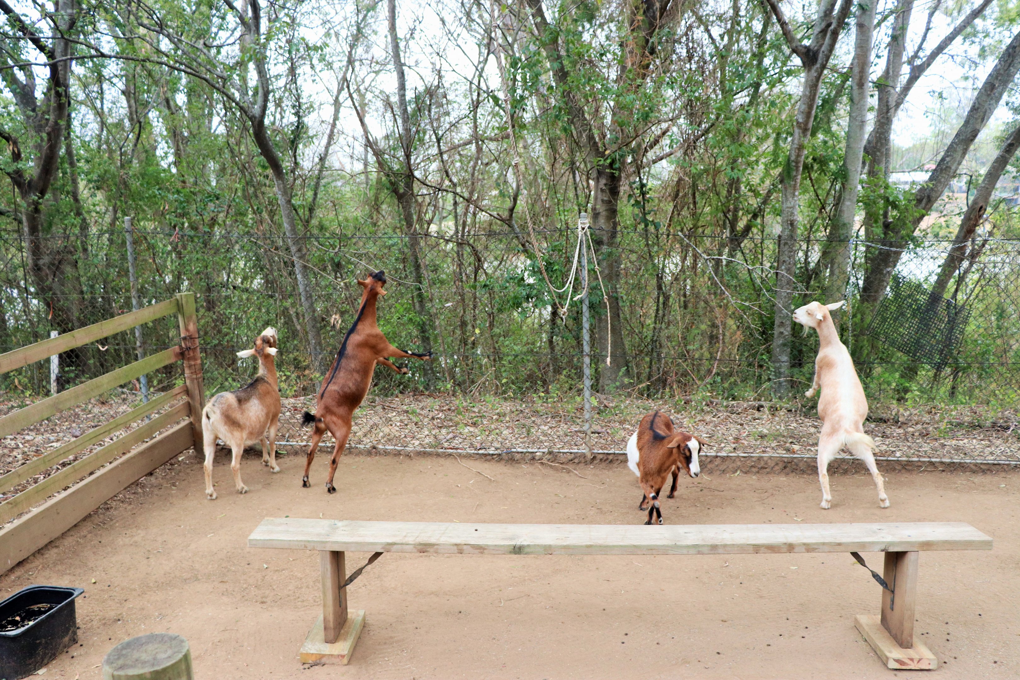 Australian Miniature Goats