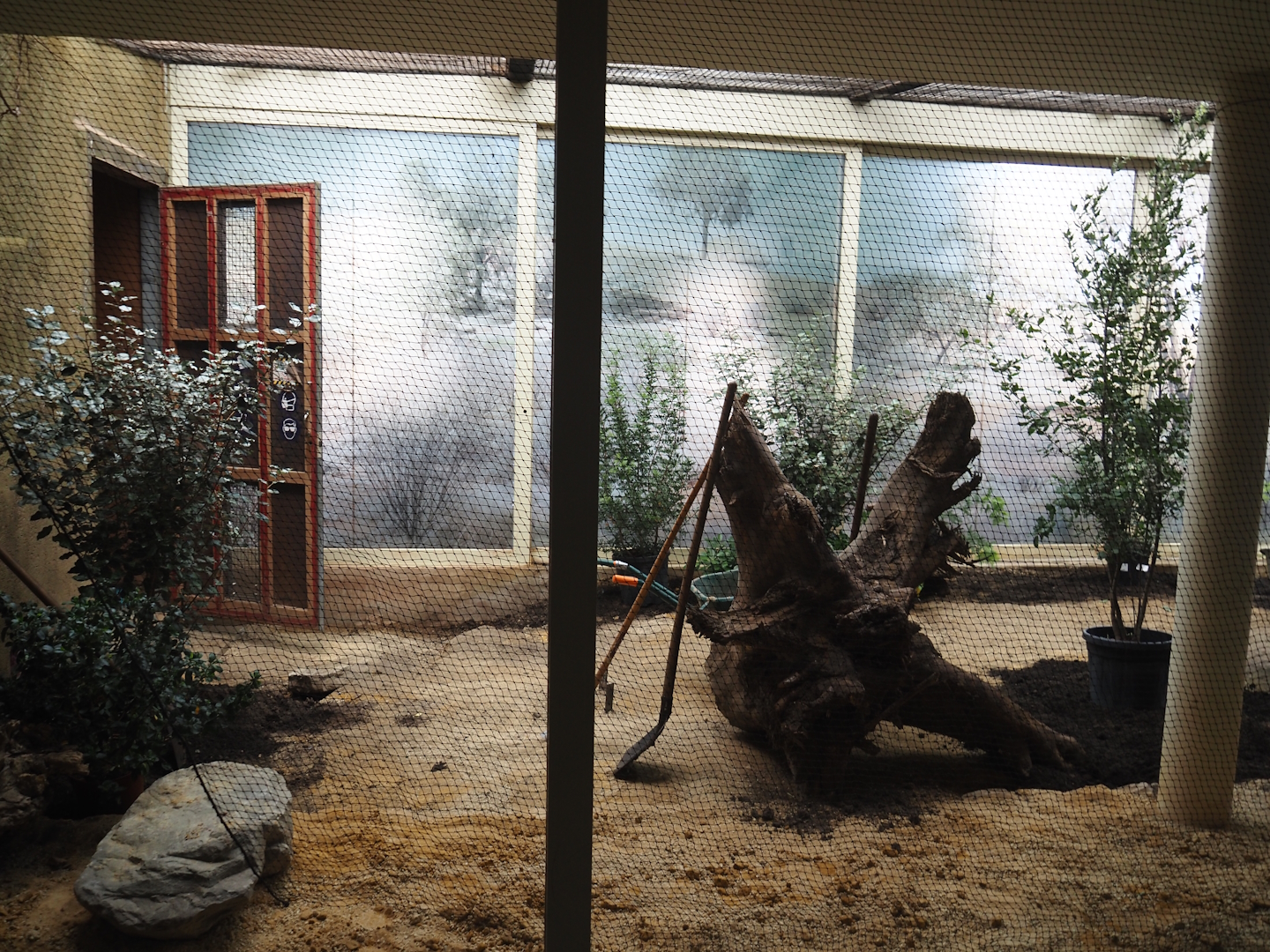 Australian mixed indoor aviary being redone, 2025-05-14