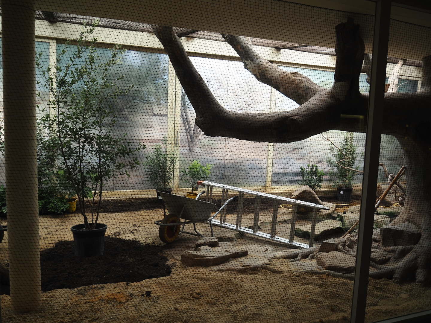 Australian mixed indoor aviary being redone, 2025-05-14