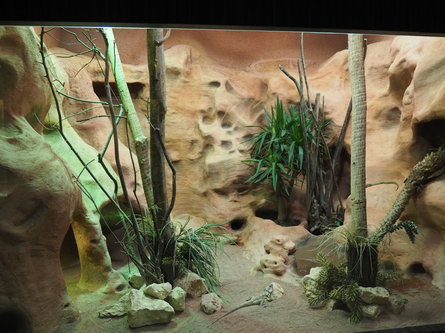 Australian mixed terrarium: Frill-necked lizard, Spiny-tailed monitor and Major skink, 2020-05-24
