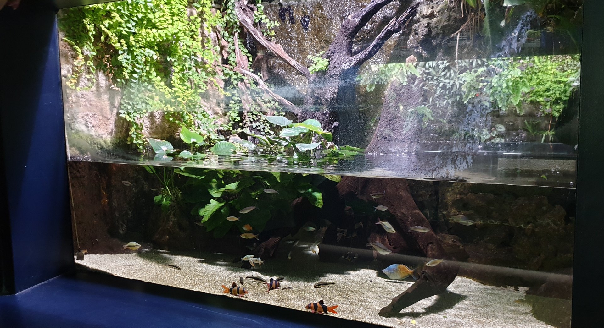 Australian / New Guinea river aquarium