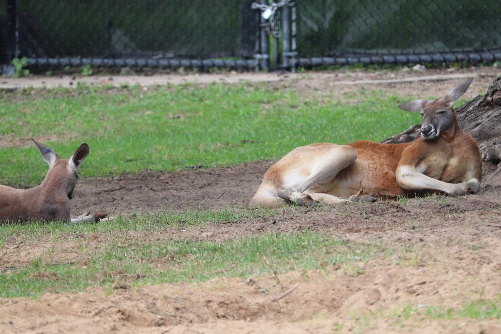 Australian Outback Adventure - Red Kangaroo