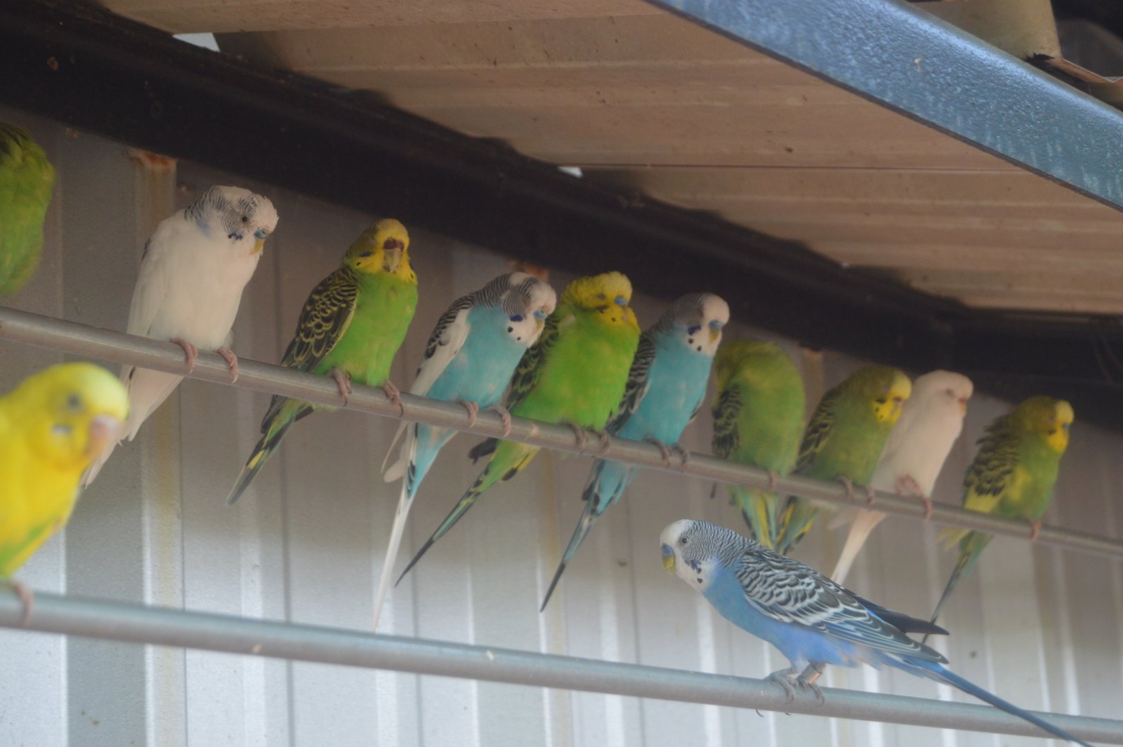 Australian Outback - Budgerigar (Melopsittacus undulatus)