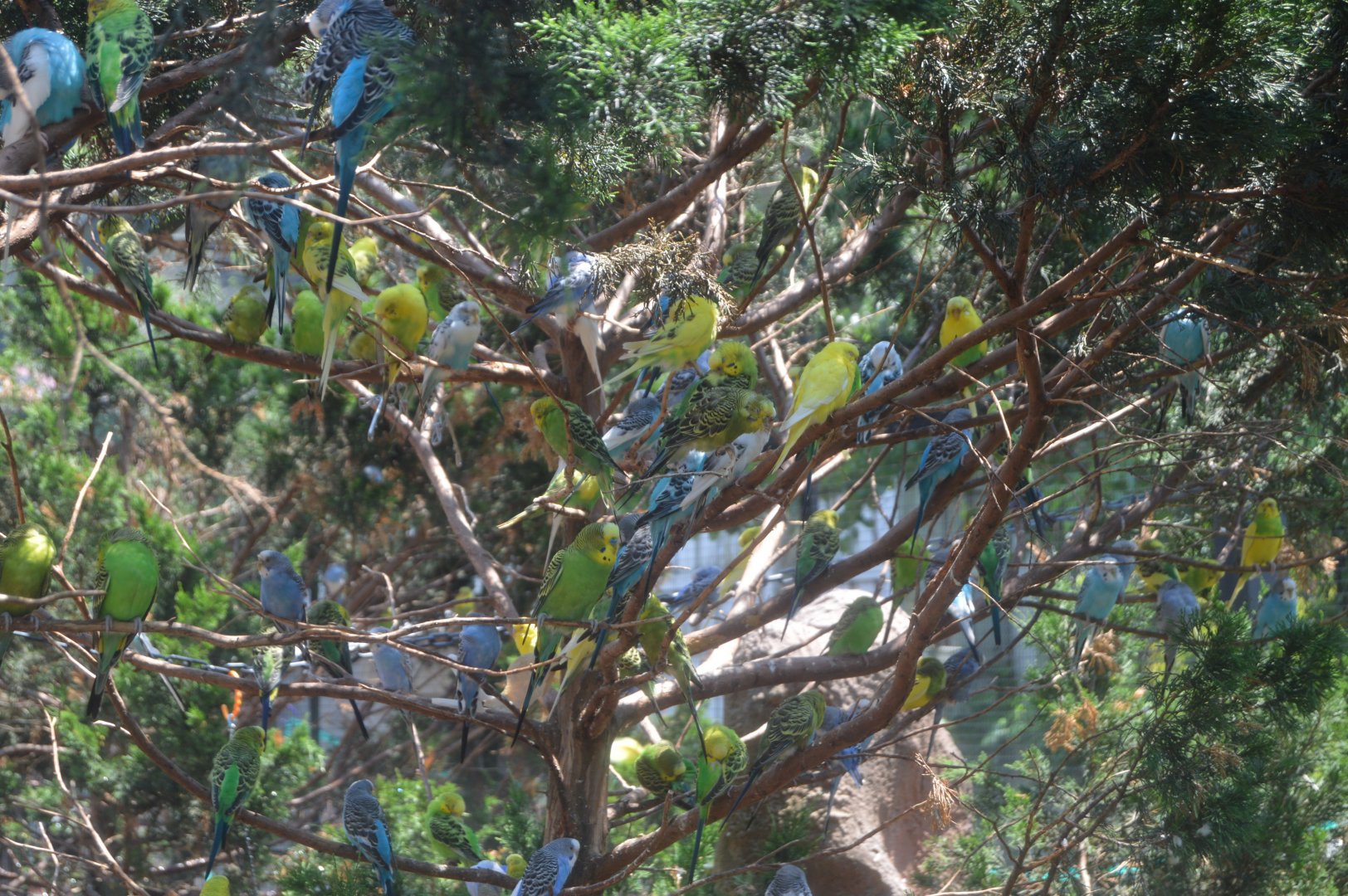 Australian Outback - Budgerigars (Melopsittacus undulatus)